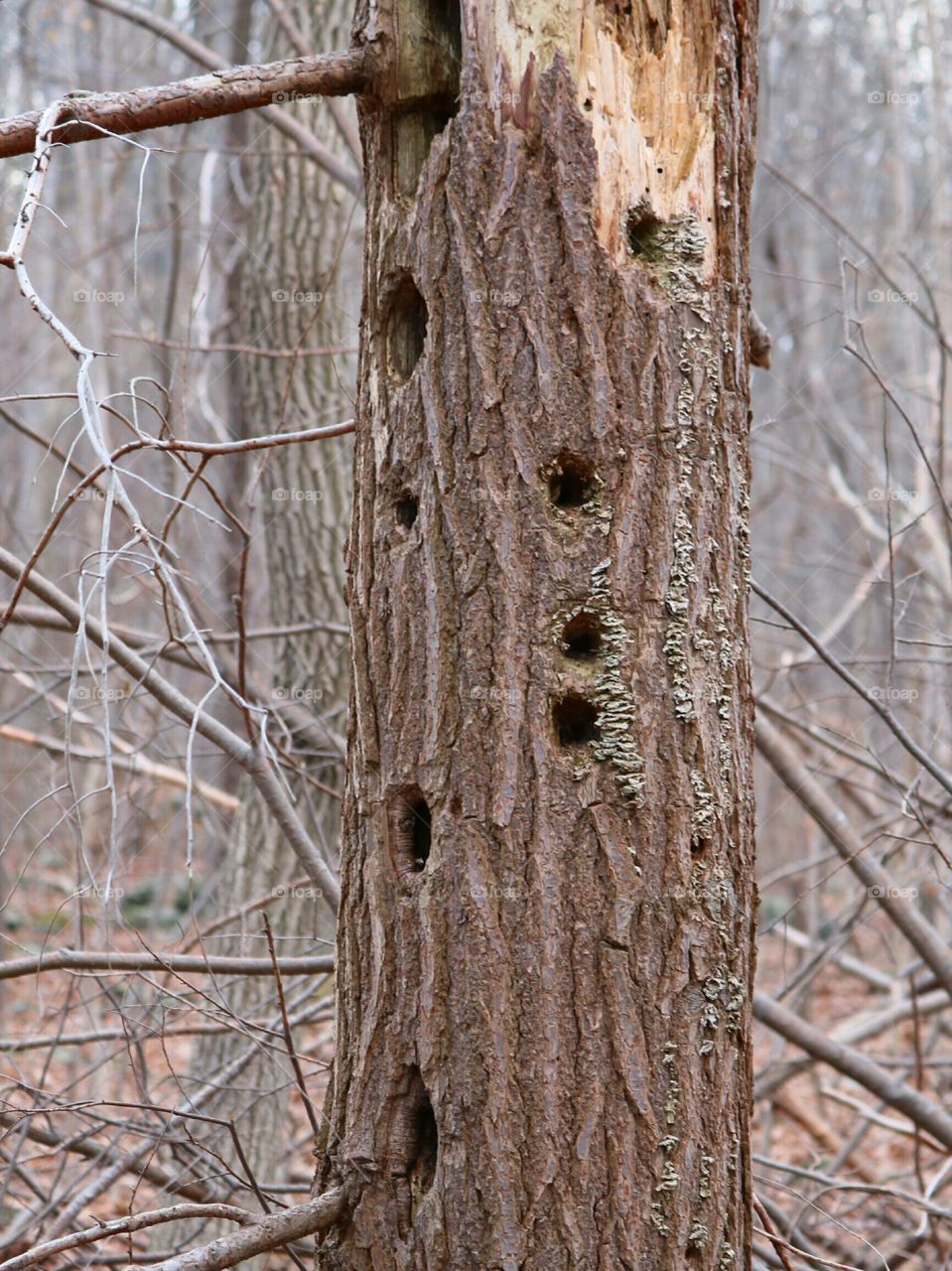 Holes in tree trunk