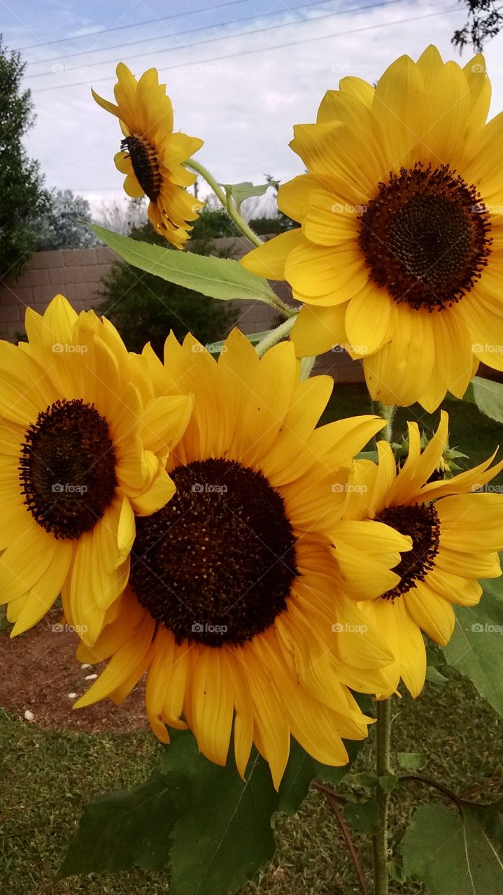 🌹 🇺🇸 Very beautiful flowers to brighten our day.  Live nature and its beauty. Did you like the delicate petals? / 🇧🇷 Flores muito bonitas para alegrar nosso dia. Viva a natureza e sua beleza. Gostaram das pétalas delicadas? 