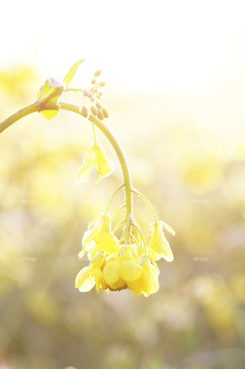 Yellow Rapeseed Flower. A brightly lit yellow rapeseed flower
