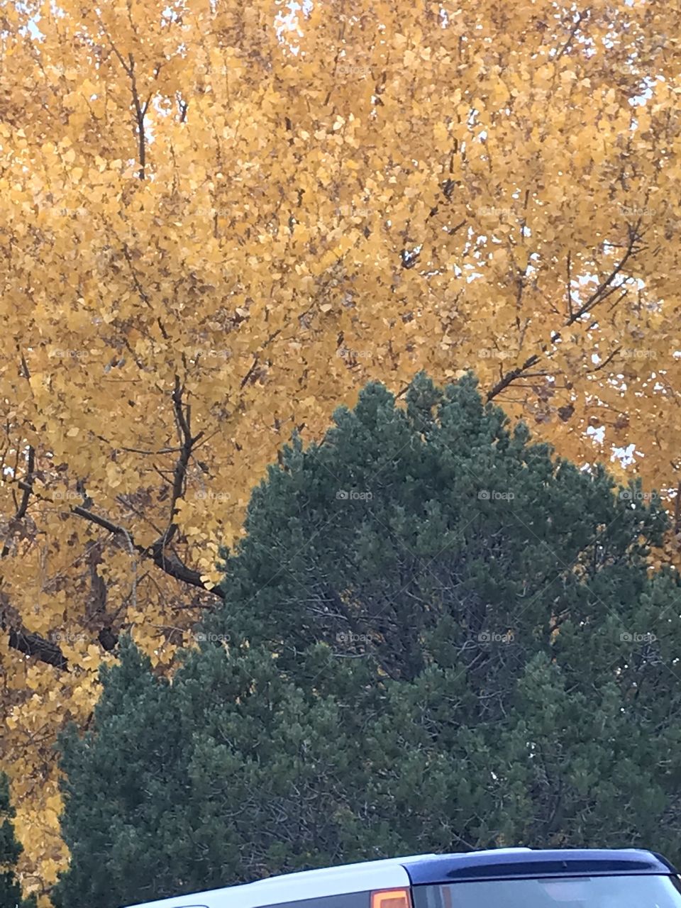 Vibrant Fall colors 