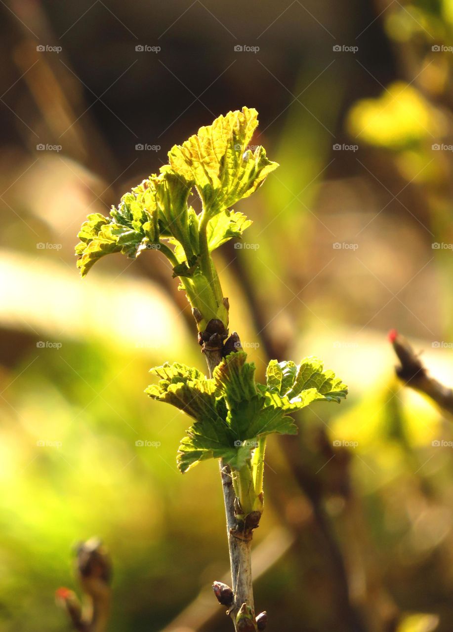 Spring leaves