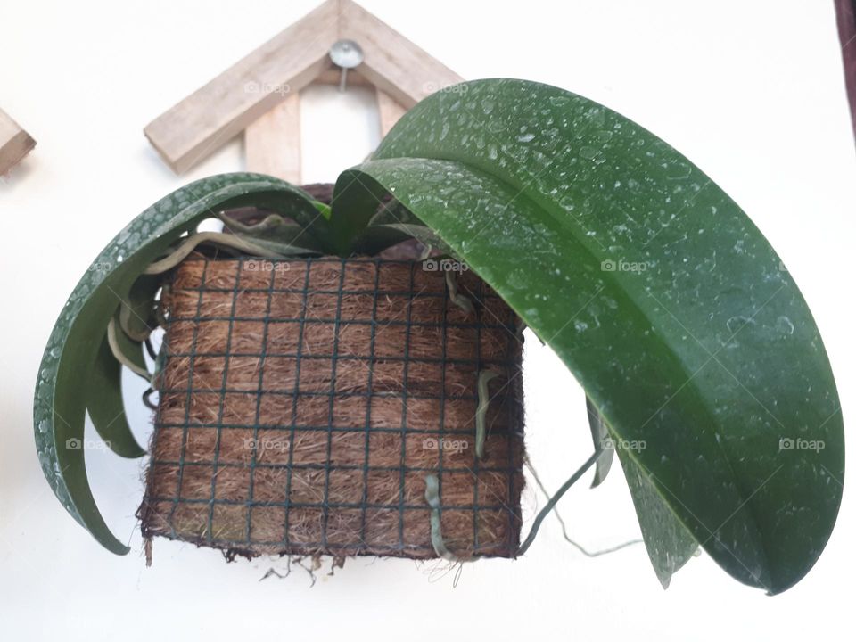 green plants blooming in summer