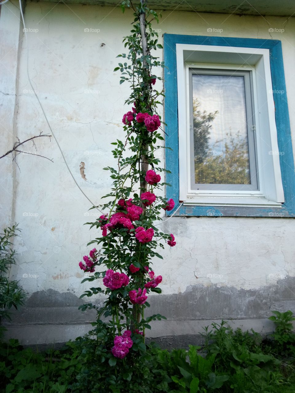 роза у окна