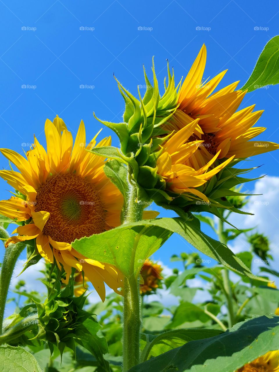 happy sunflowers