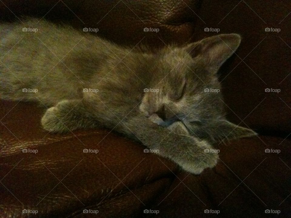 Cute Grey Kitten Sleeping