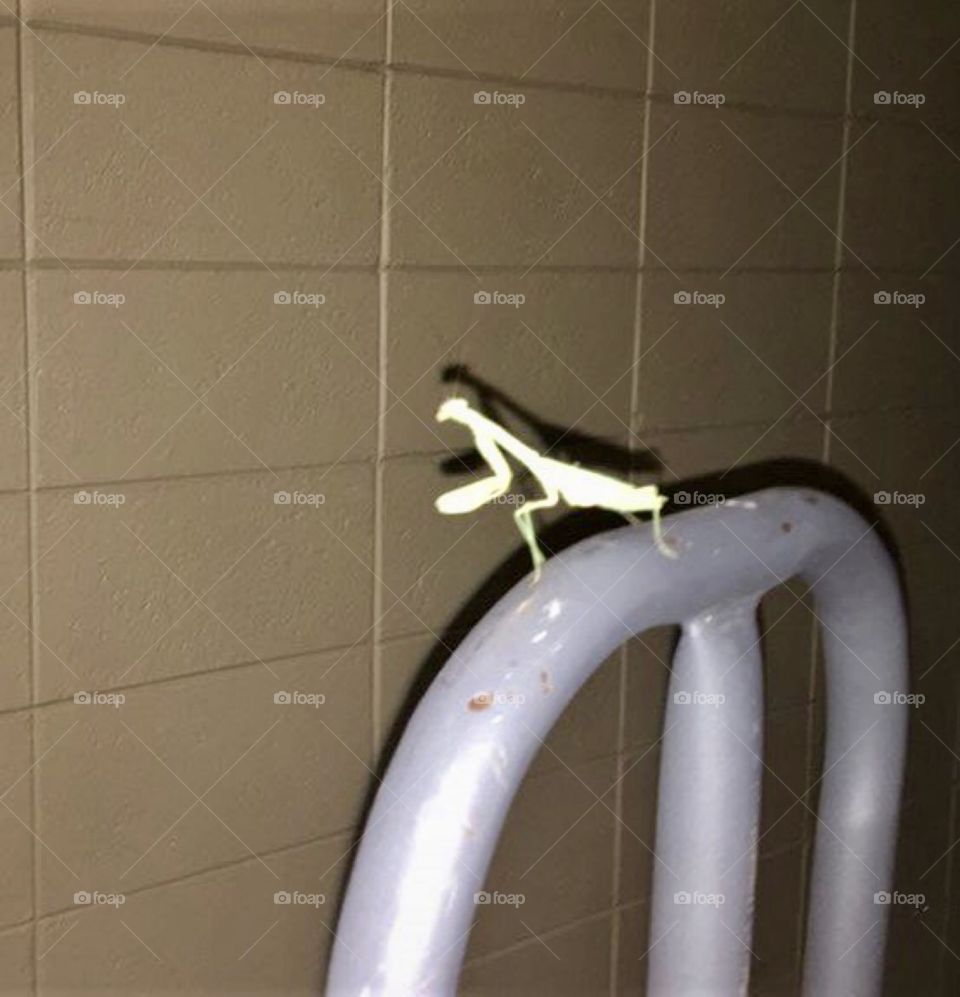  praying mantis
