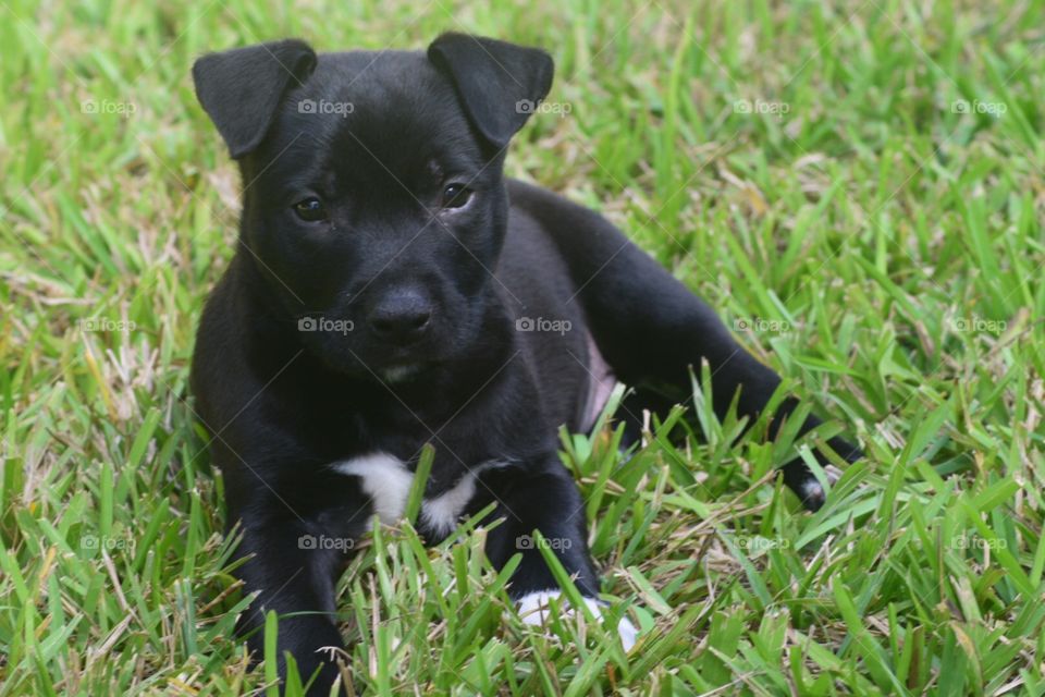 Black puppy 