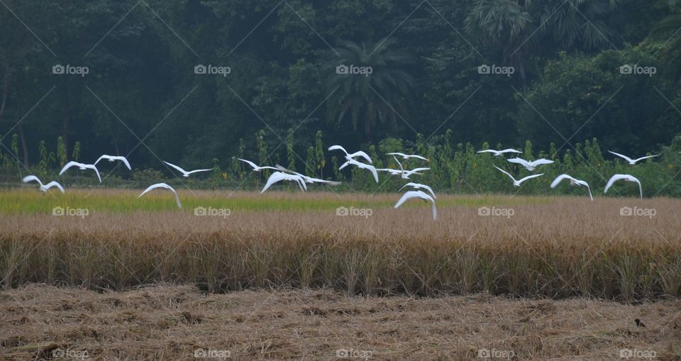 birds in crop fields of India