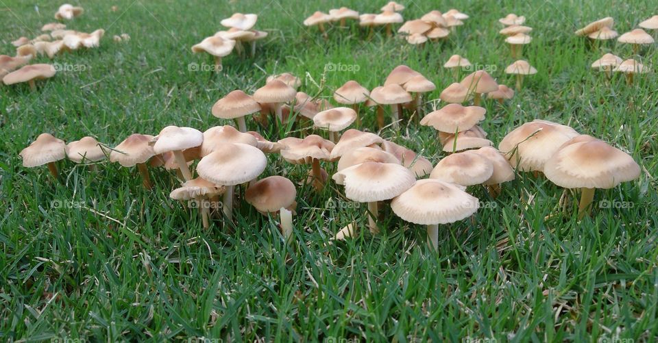 Toadstools in the grass