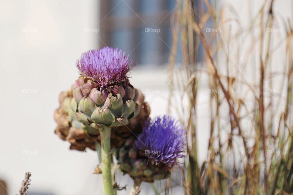 Plant in bloom