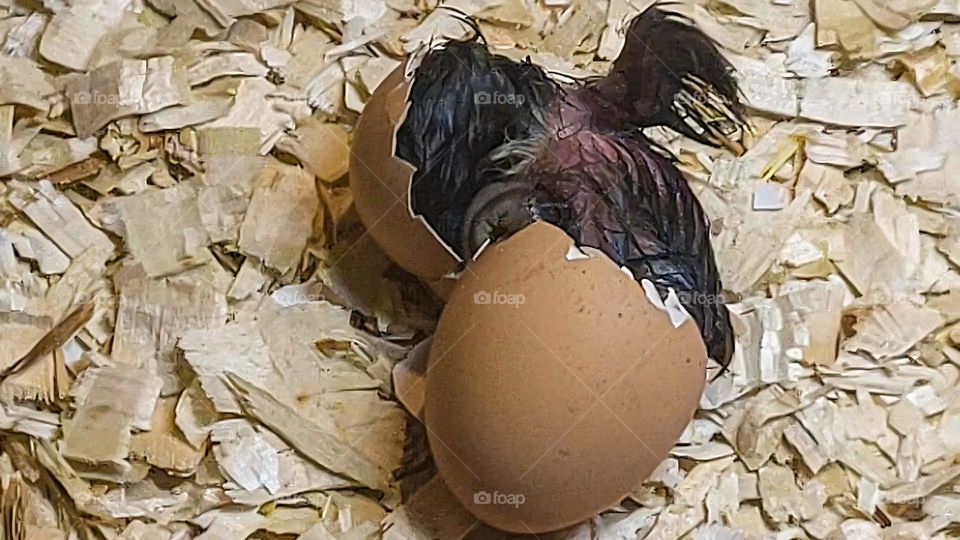 A chick that hatches from an egg