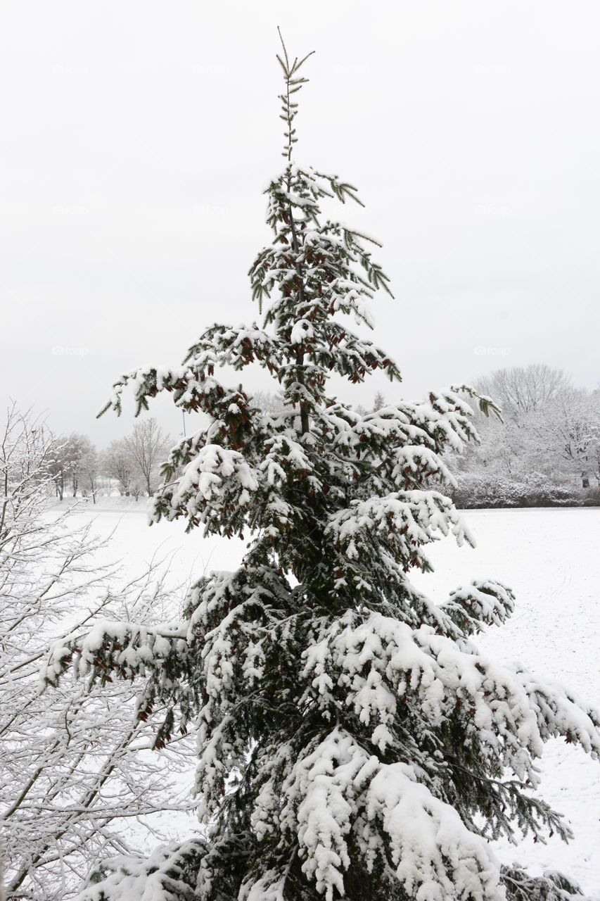 fir with snow in winter