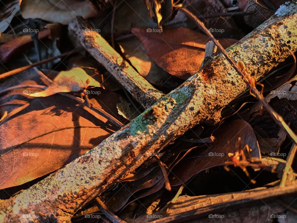 Red ants on the ground in the garden