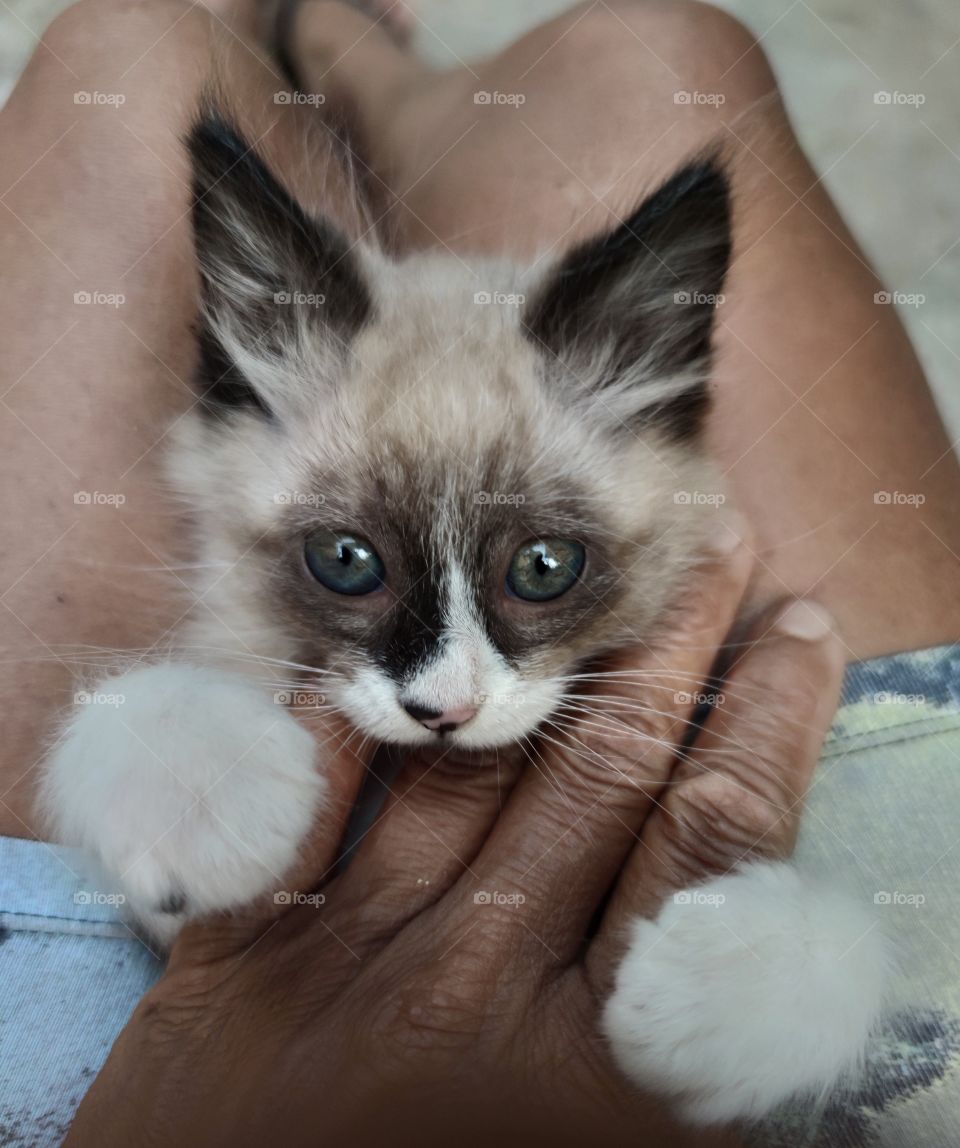 a baby kitten