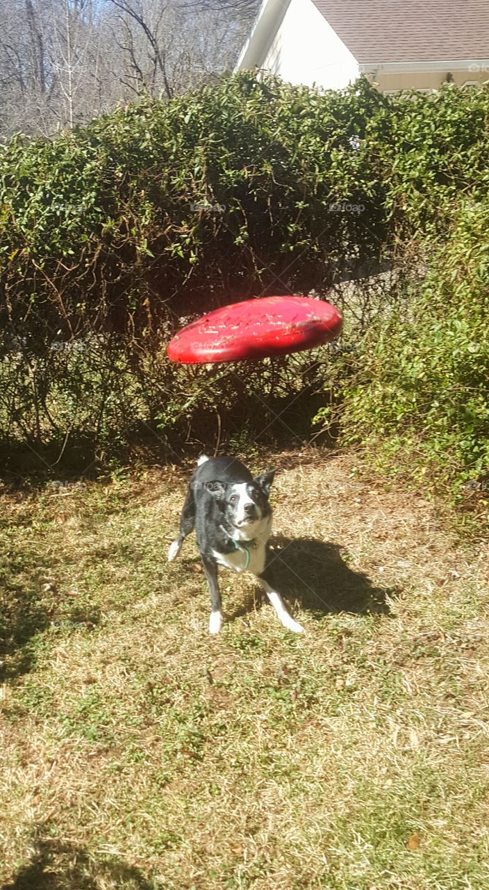 frisbee dog Focus