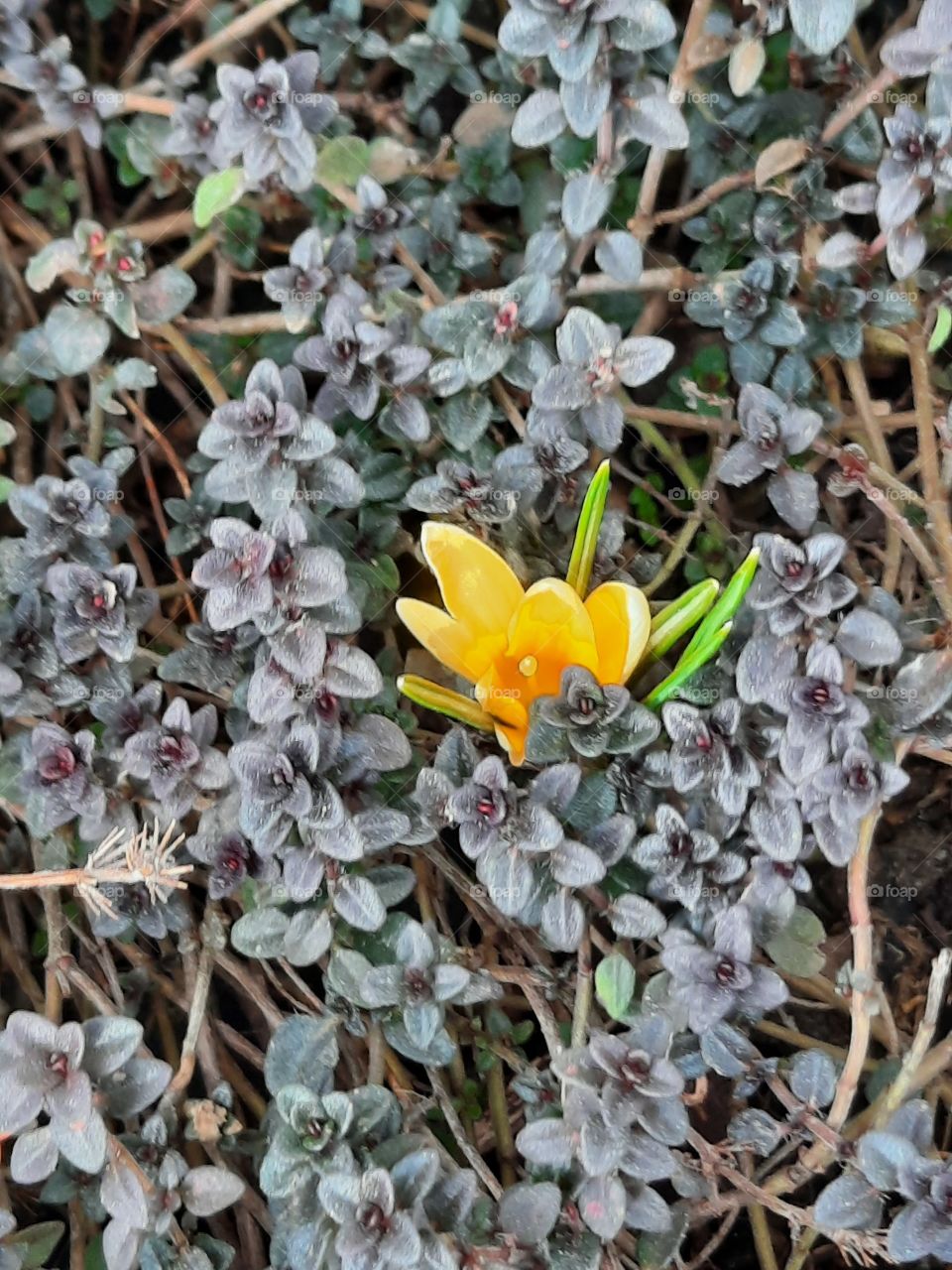 first yellow crocus appearing among wild thyme