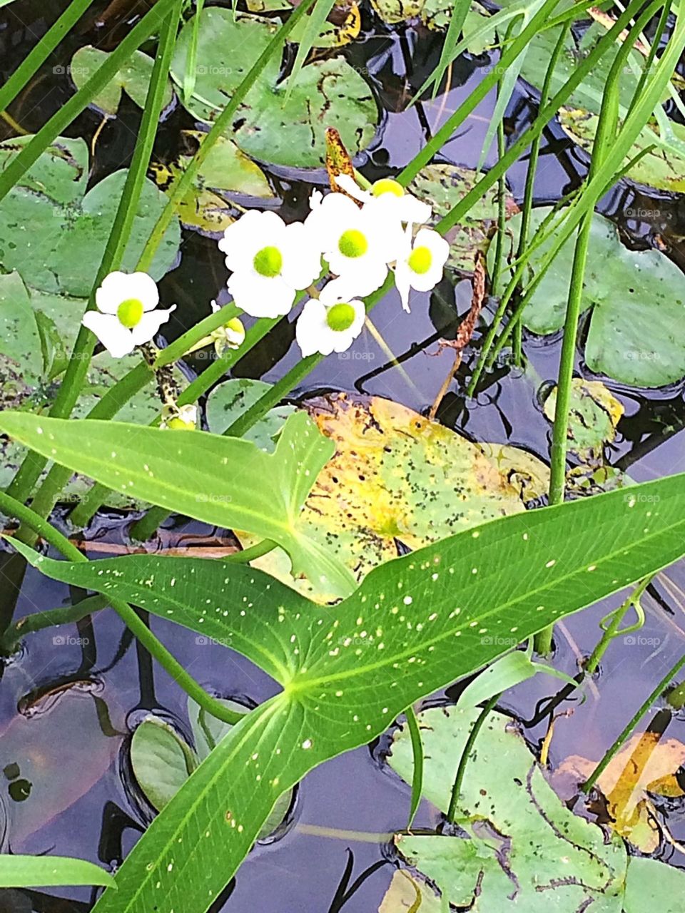 Arrowhead plant