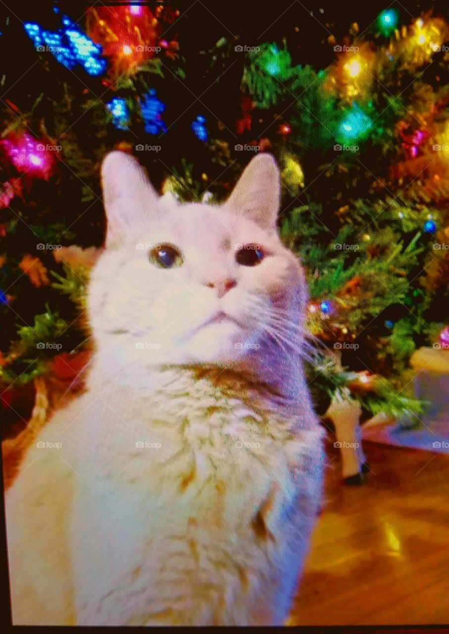 Cats of the USA. Tabby rescue cat in front of Christmas tree and Christmas lights. Pic of kitty taken as a portrait🐈🐾
