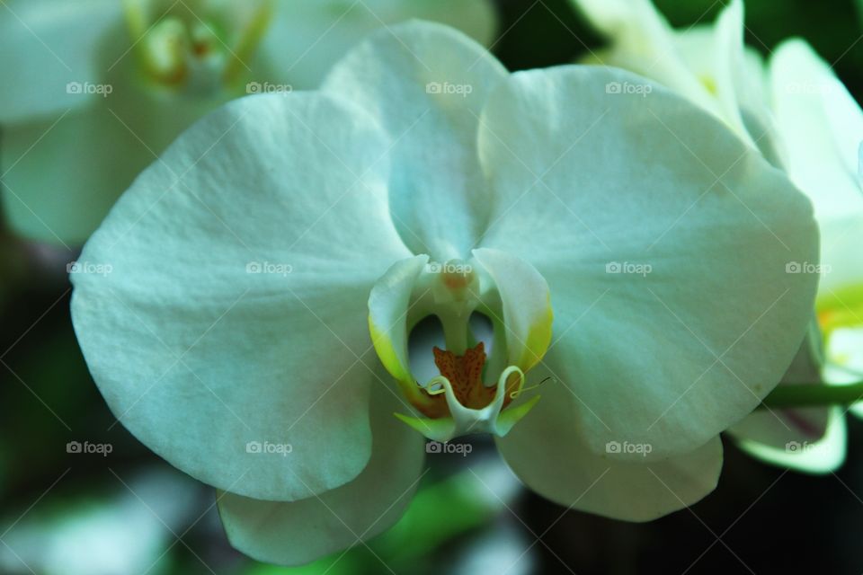 orchid
