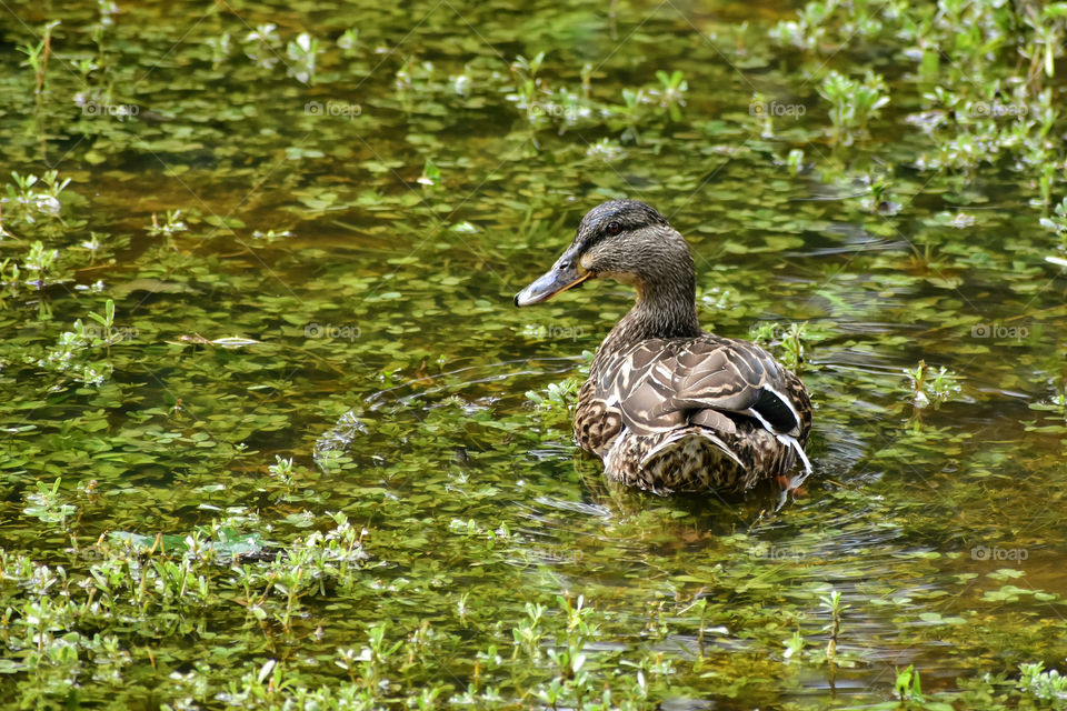 Cute duck enjoying flooded wetlands 