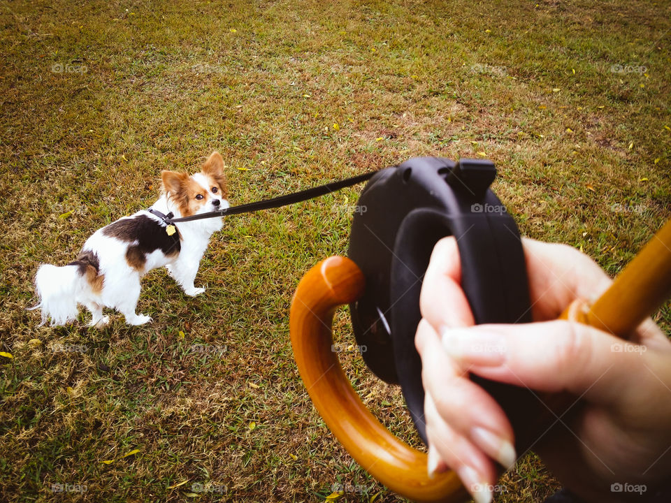 Walking my Papillion pup in the rain with the leash and umbrella in one hand