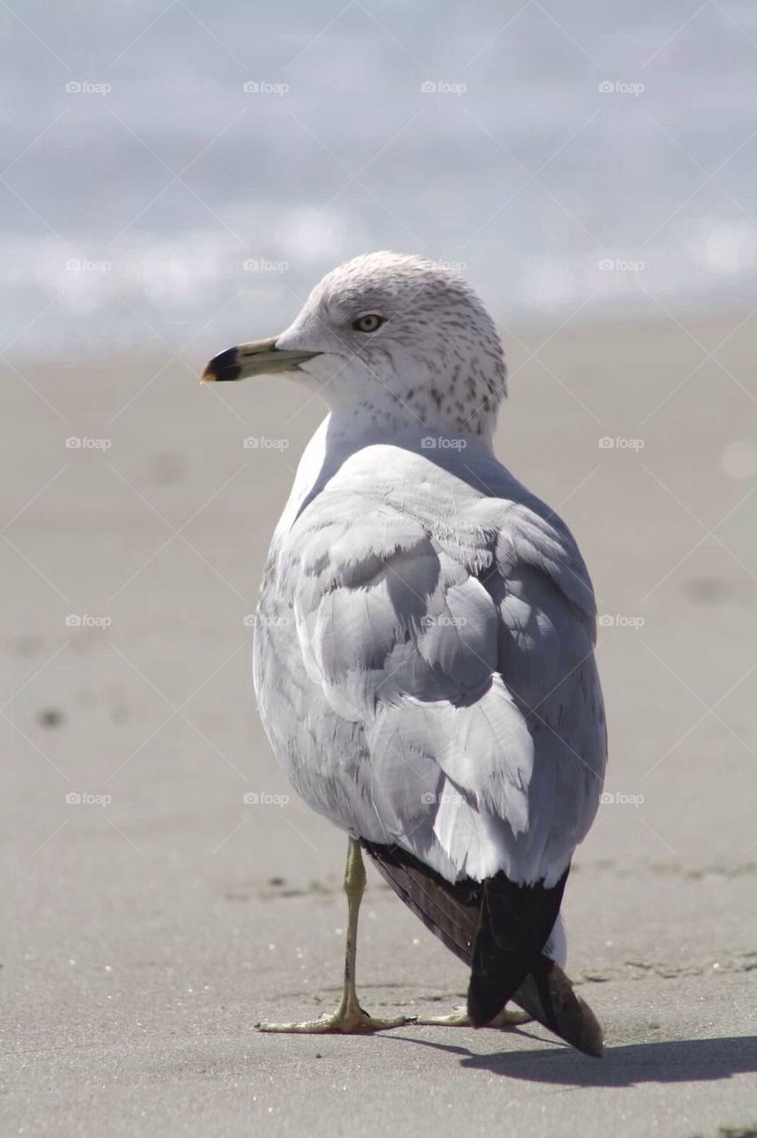 Seagull Striking a Pose