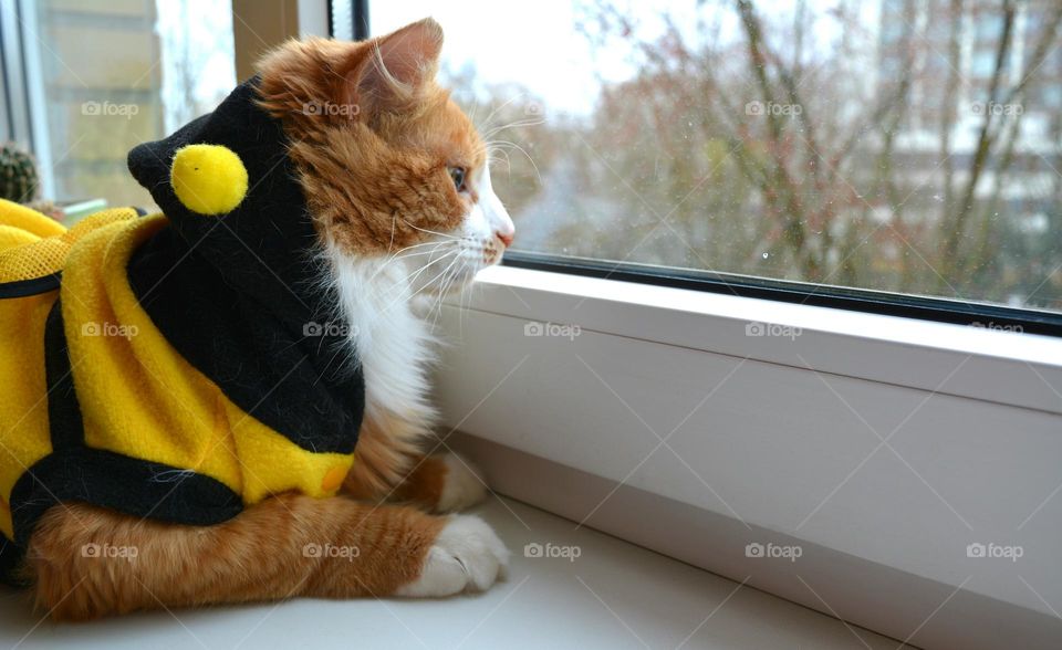 cat looking on a window