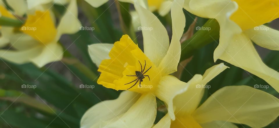 паук на цветке