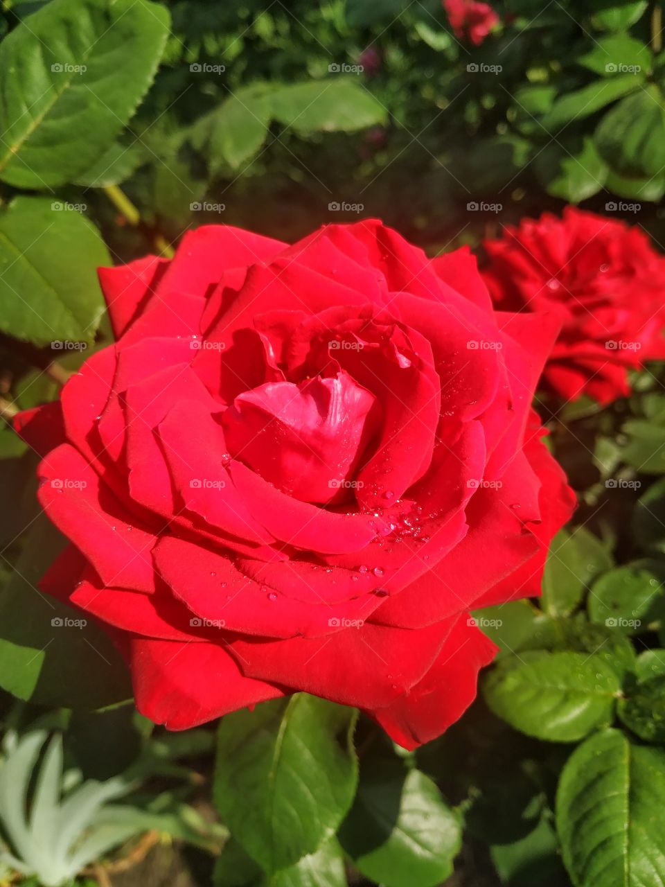 Fragrant red rose after the rain