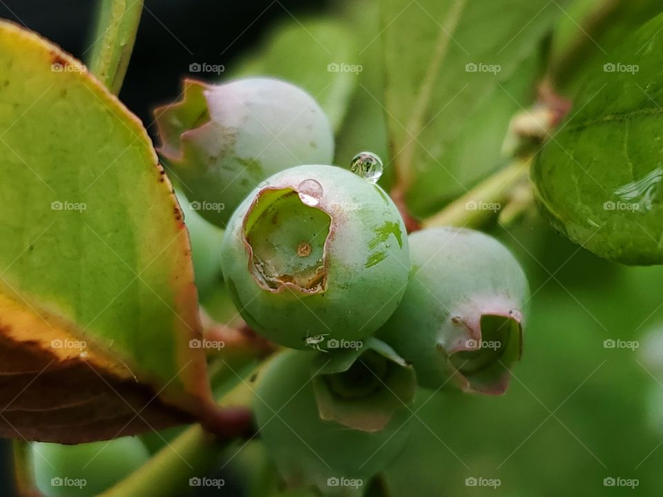 unripe blueberries on a blueberry bush