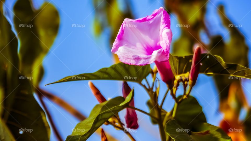 Closeup of a flower