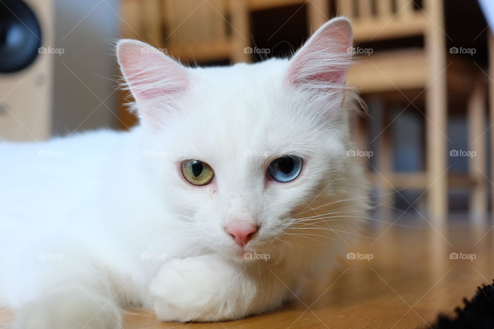 Cat, Cute, Eye, Pet, Portrait