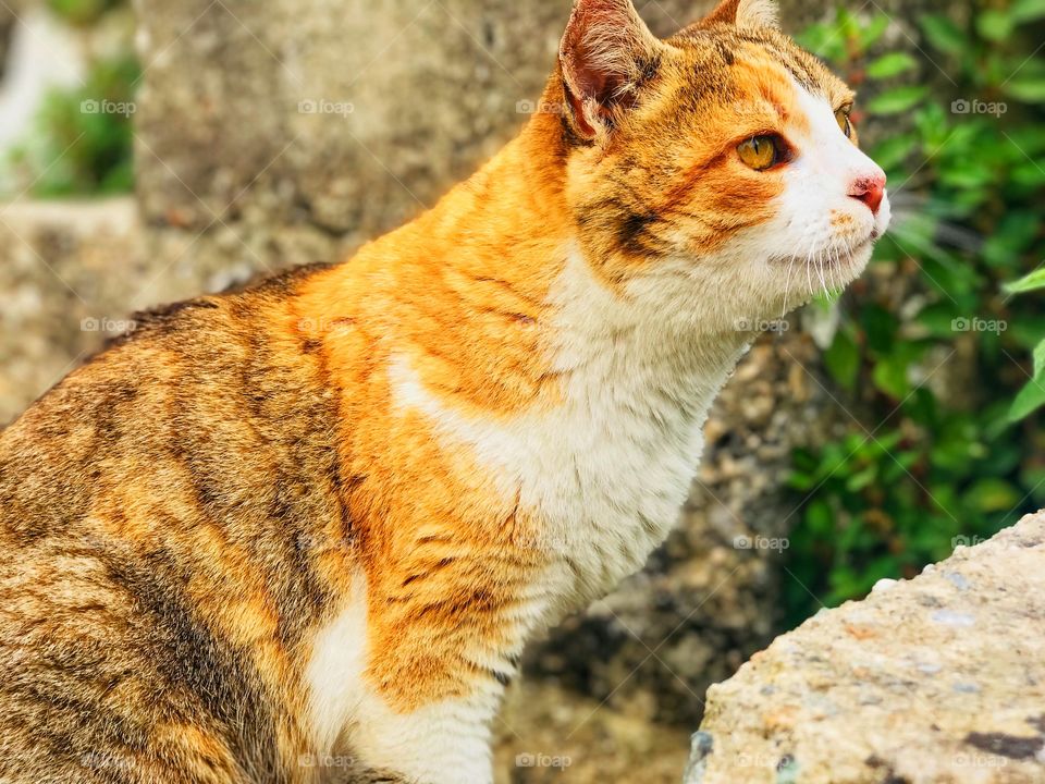 catt on the antc theatre