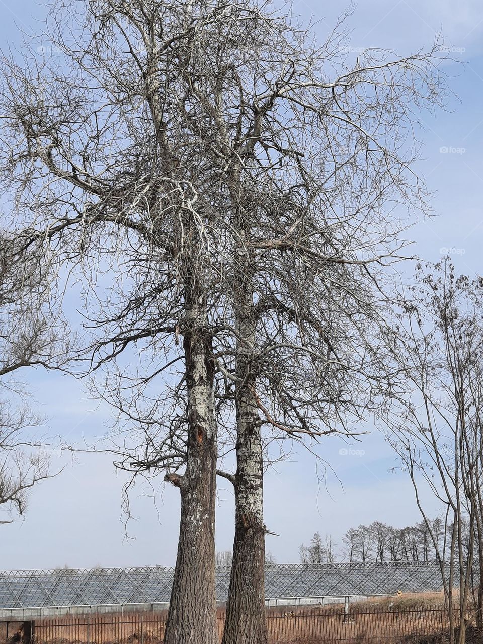 trees in early spring