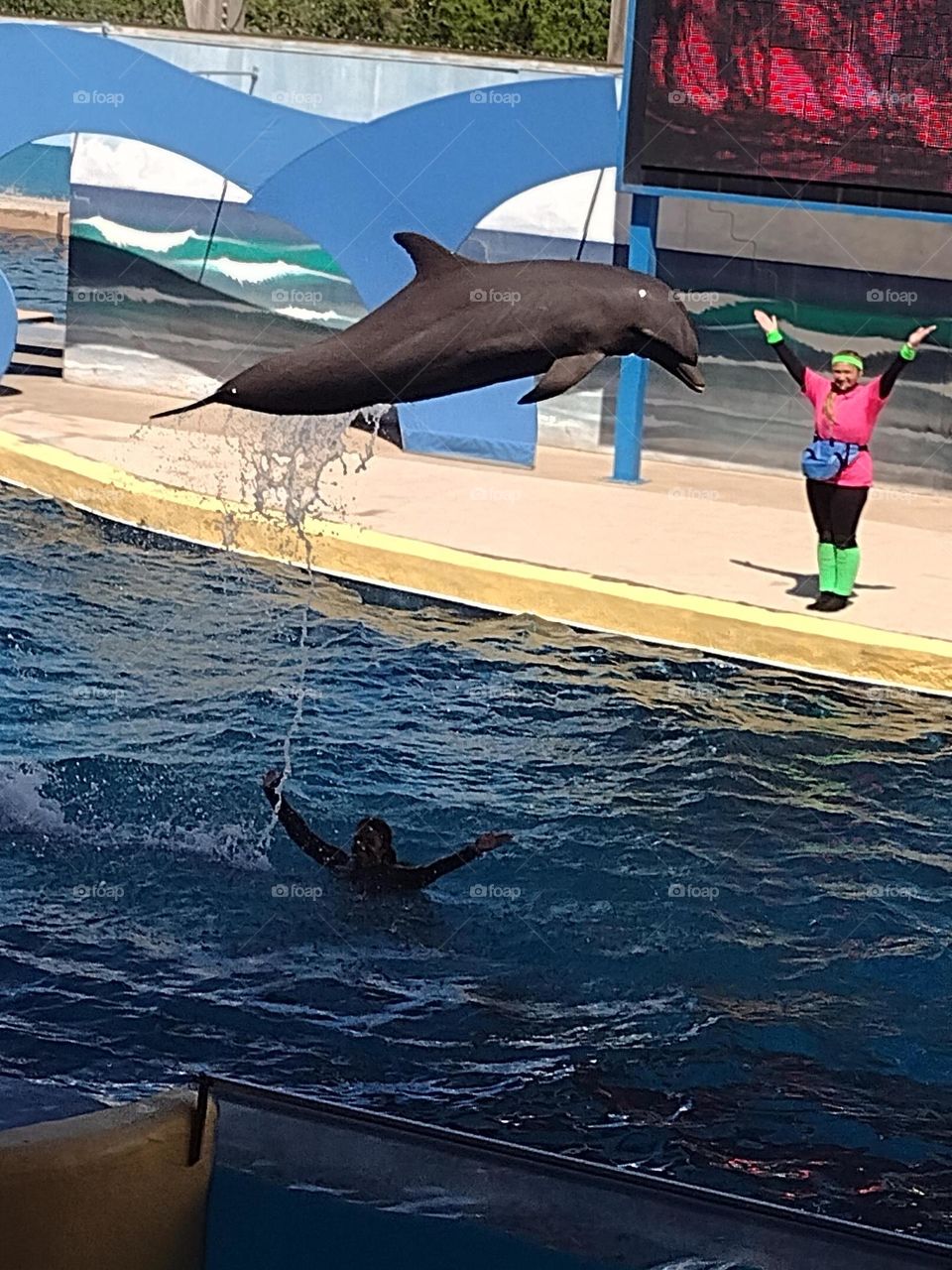 Dolphin Play