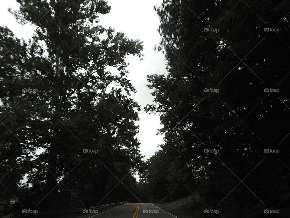 Tree, No Person, Landscape, Road, Outdoors