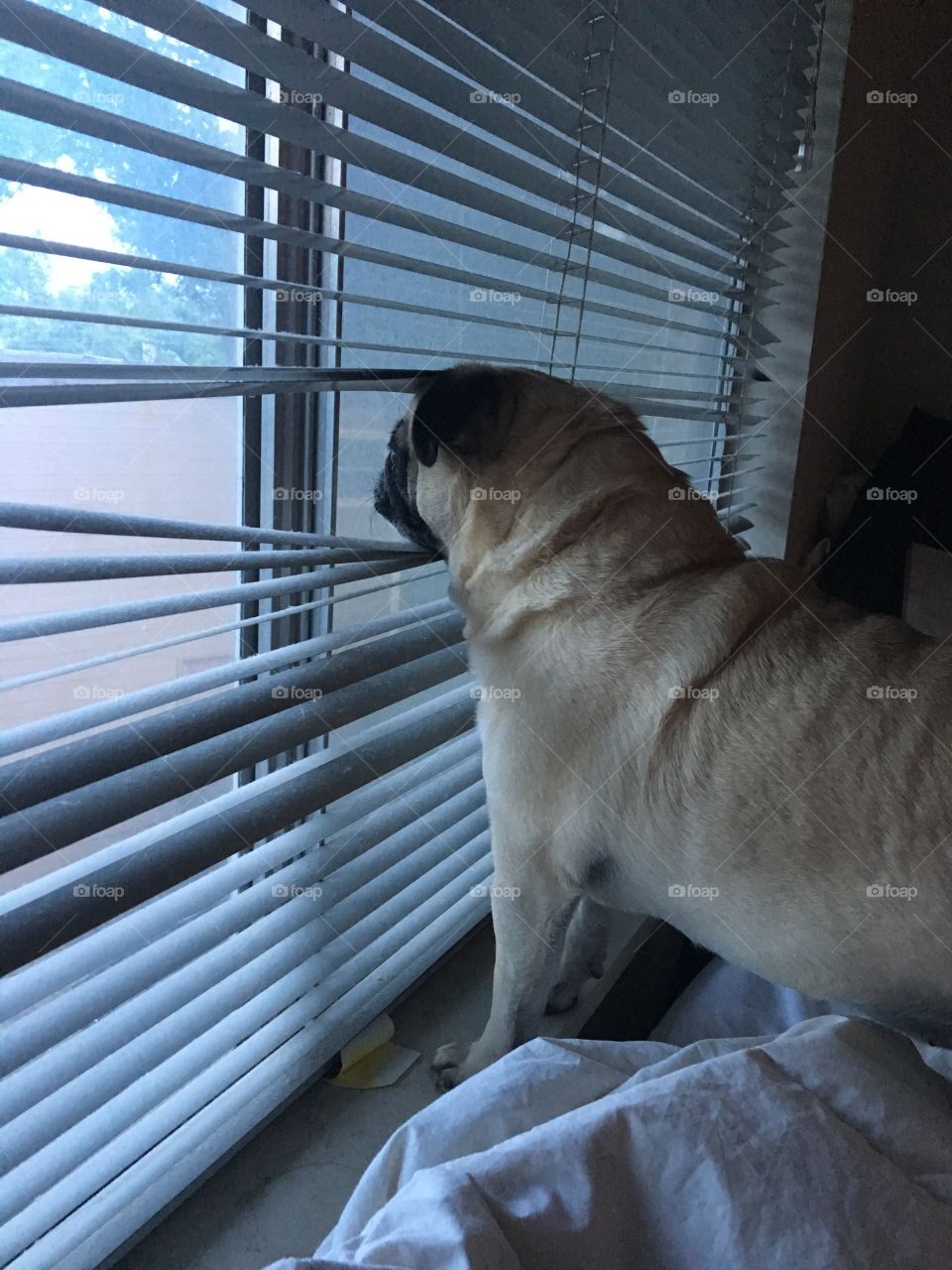 Pug looking out window
