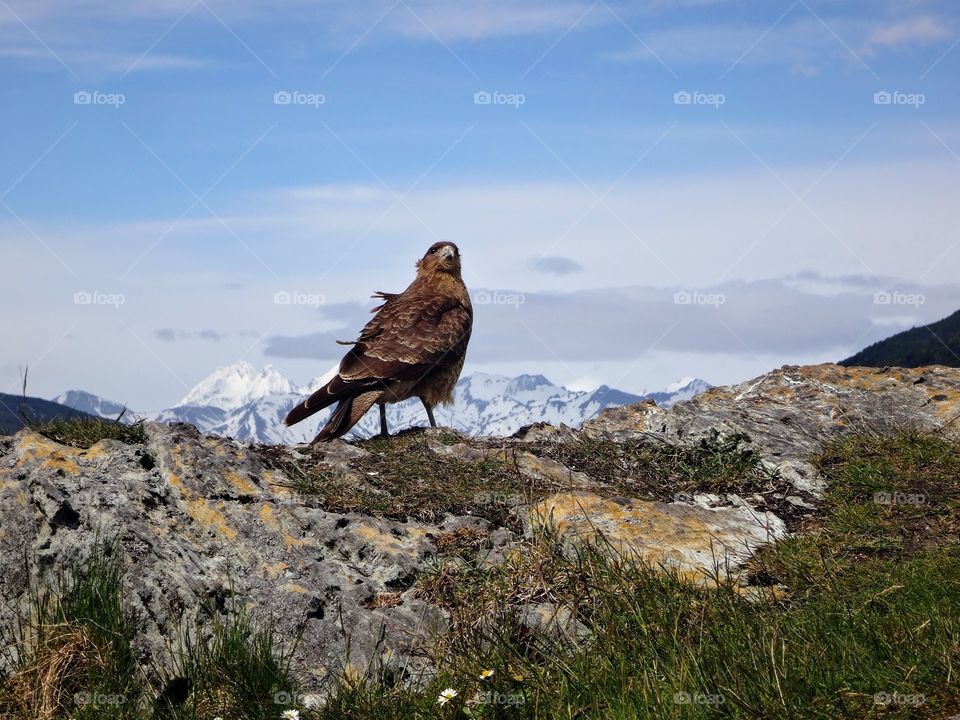 Beautiful and cute bird