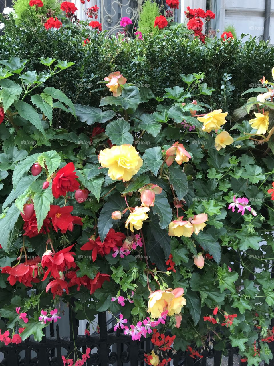 Cheerful Begonias in London 