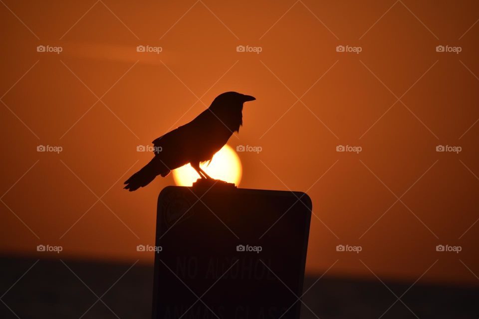 Silhouette image of a bird perched on a sign at sunset