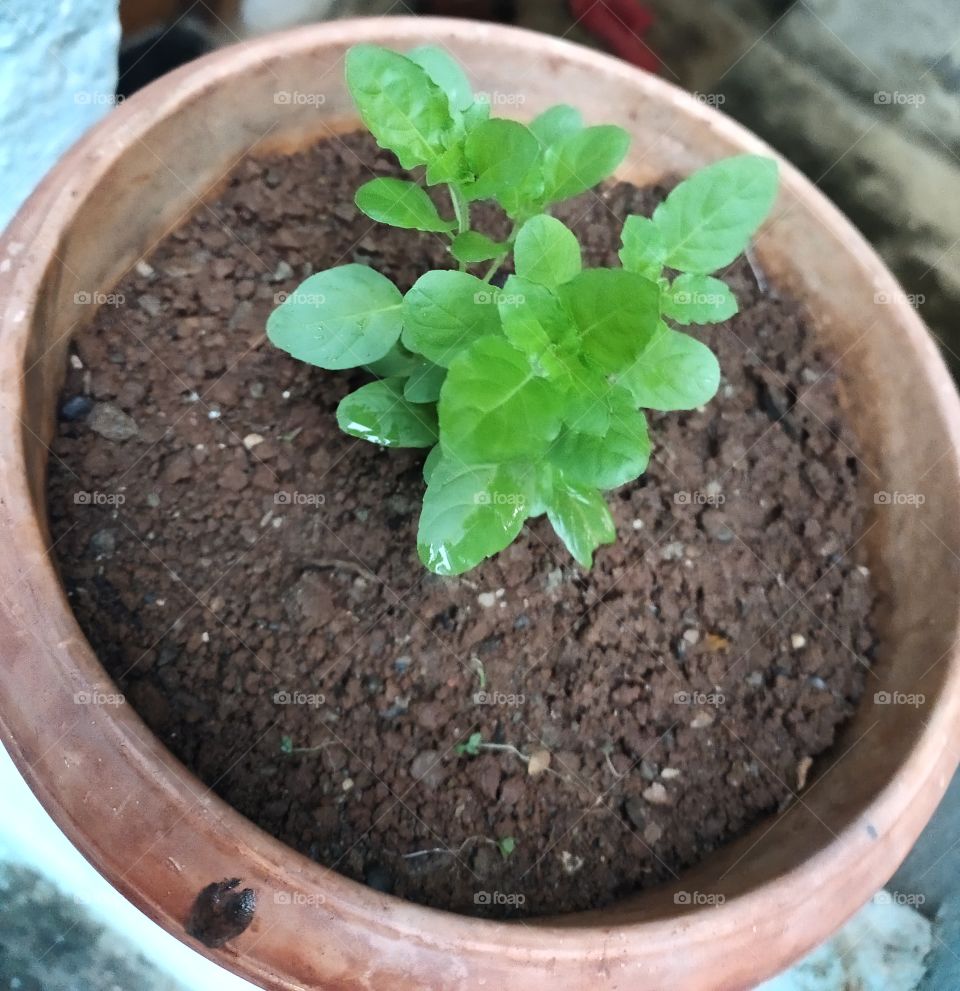 Growing Plant🌱
Tulsi,Ocimum tenuiflorum, 
Natural Beauty