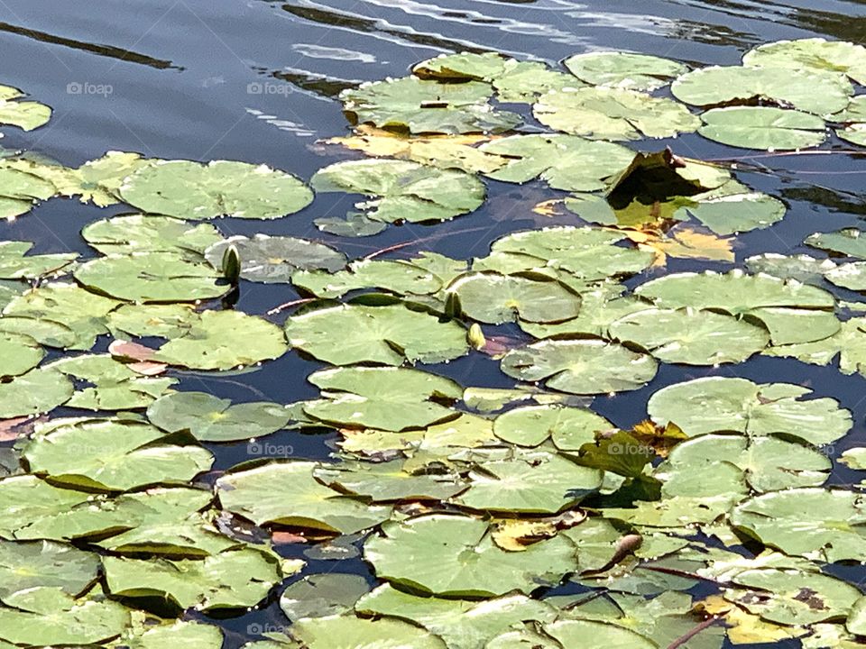 Lily pads 