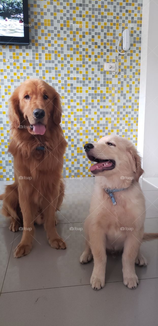 Happy dogs. golden retriver bronw and almost white