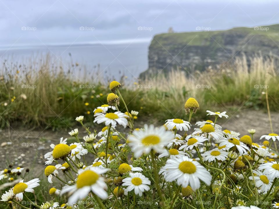 Cliffs of Moher 