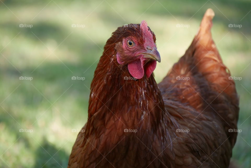 Chicken close up