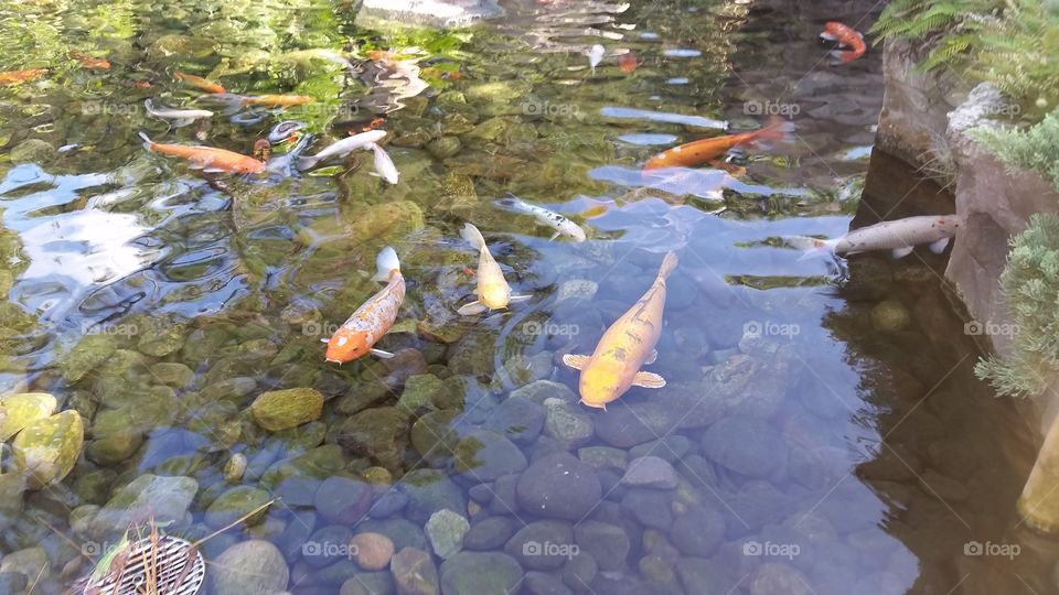 swimming fish in a pond