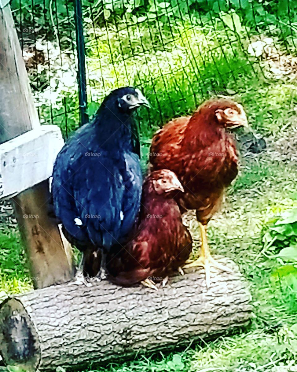 Three Chicks on a log