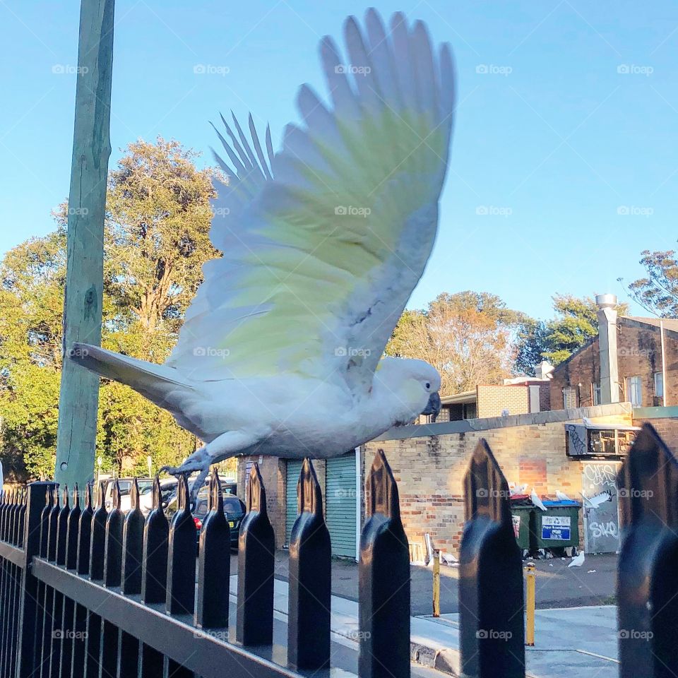 I’m off!! Cockatoo wing