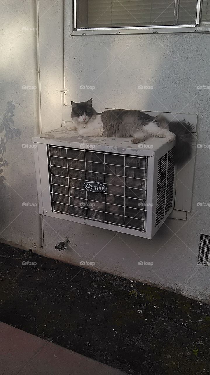 Air conditioner cat. Walking outside my apartment