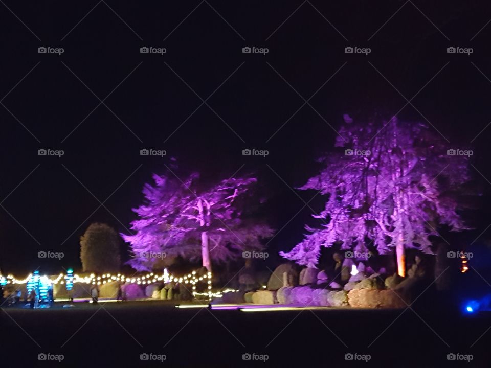 trees in lights